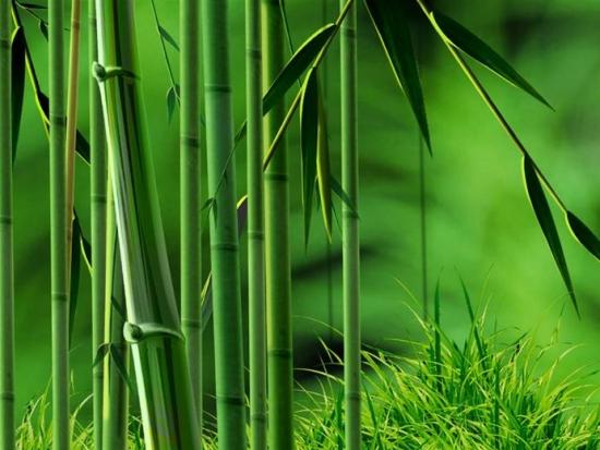 中国风水大师李九燚讲解家里的竹子开花了预示什么