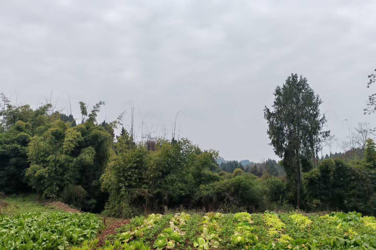 【案例】重庆李九燚风水师傅四川广安市井河镇住宅风水堪舆实例分享